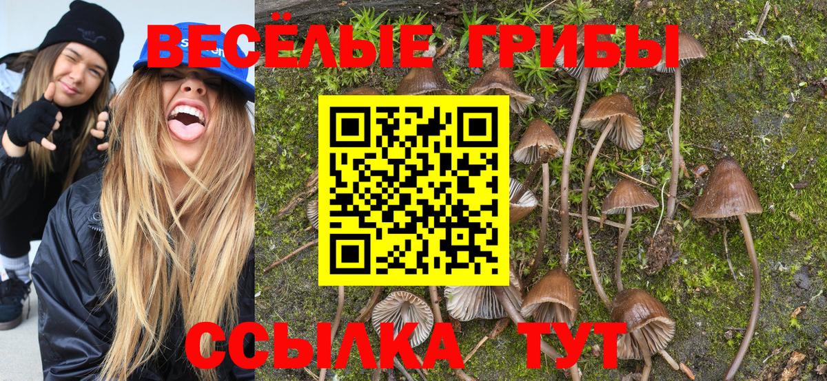 Галлюциногенные грибы Psilocybe  Вход с VPN  Майкоп 